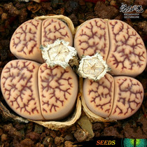 【生石花种子100粒】_正品海淘特卖代购-淘宝