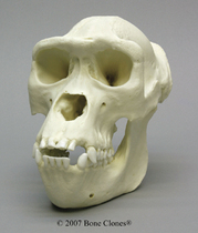 【头骨】_正品海淘特卖代购-淘宝全球购