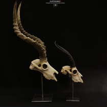 【头骨】_正品海淘特卖代购-淘宝全球购