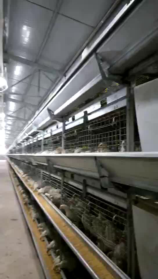 Prefabricated Chicken Coop Hen House For Sale / Metal Wire Mesh Laying