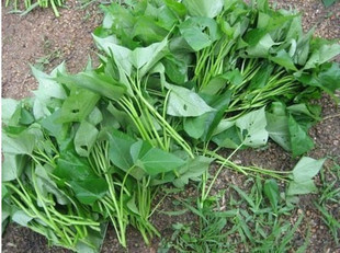 质紫地瓜种苗紫薯苗蔬菜种苗紫色地瓜苗批发2