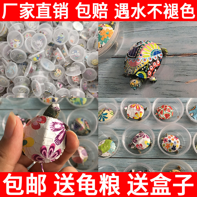 彩色网红七彩小乌龟活体宠物龟炫彩巴西乌龟苗地摊彩绘招财龟小宠在类目 宠物/宠物食品及用品, 水族世界, 龟/鳖中 - 来自Buy2taobao.com提供专业的淘宝代购服务