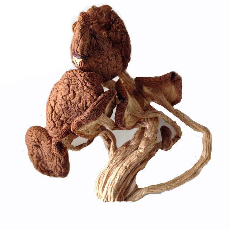 Guoshangren Chaxingu Export Agrocybe Real ice mushroom bud No parachute Gainenbingcui 200 Gram packsin the Agri rice/Dried foods/Condiment , Dried foods/Meat Dry , Dry/Native , Mushroom category category - from Buy2taobao.com to provide professional Taobao agent buy service