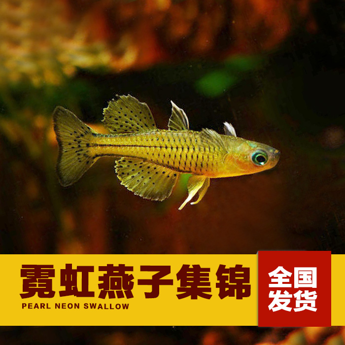 珍珠霓虹燕子 小型熱帶觀賞燈科魚 魚缸水族箱草缸活體寶蓮紅綠燈在類目 寵物/寵物食品及用品, 水族世界, 魚中 - 來自Buy2taobao.com提供專業的淘寶代購服務