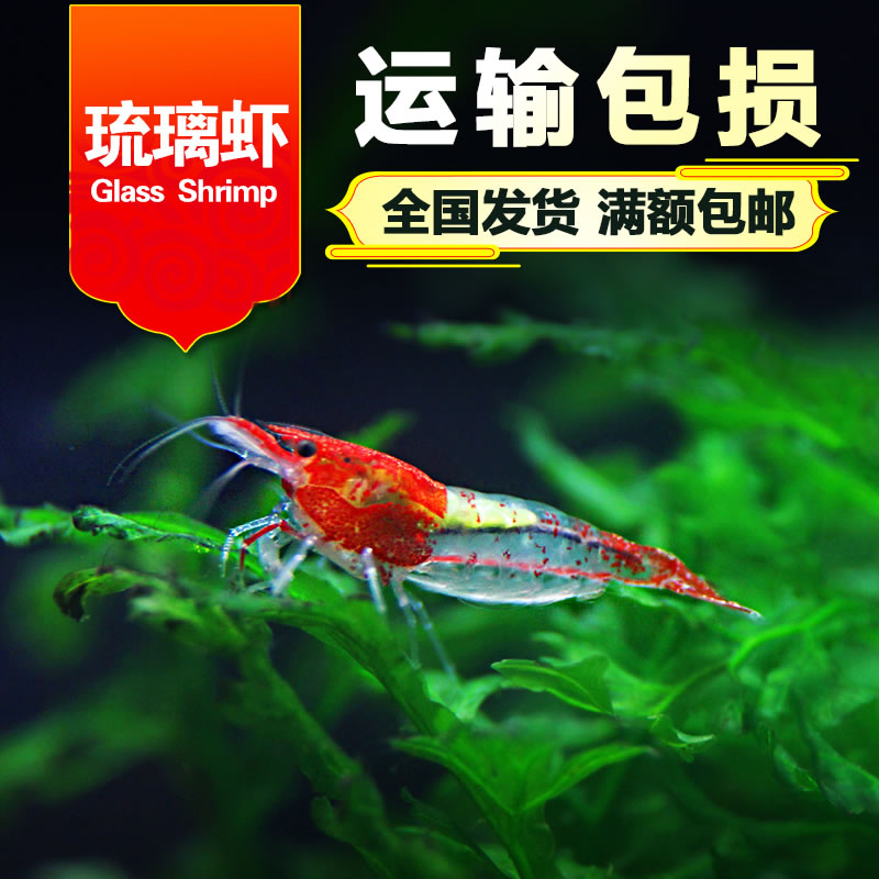 Taiwan Introduction artificial Colored glaze Color red Daily golden egg Ornamental shrimpin the Pet/Pet food and supplies , Aqua World , Shrimp category - from Buy2taobao.com to provide professional Taobao agent buy service