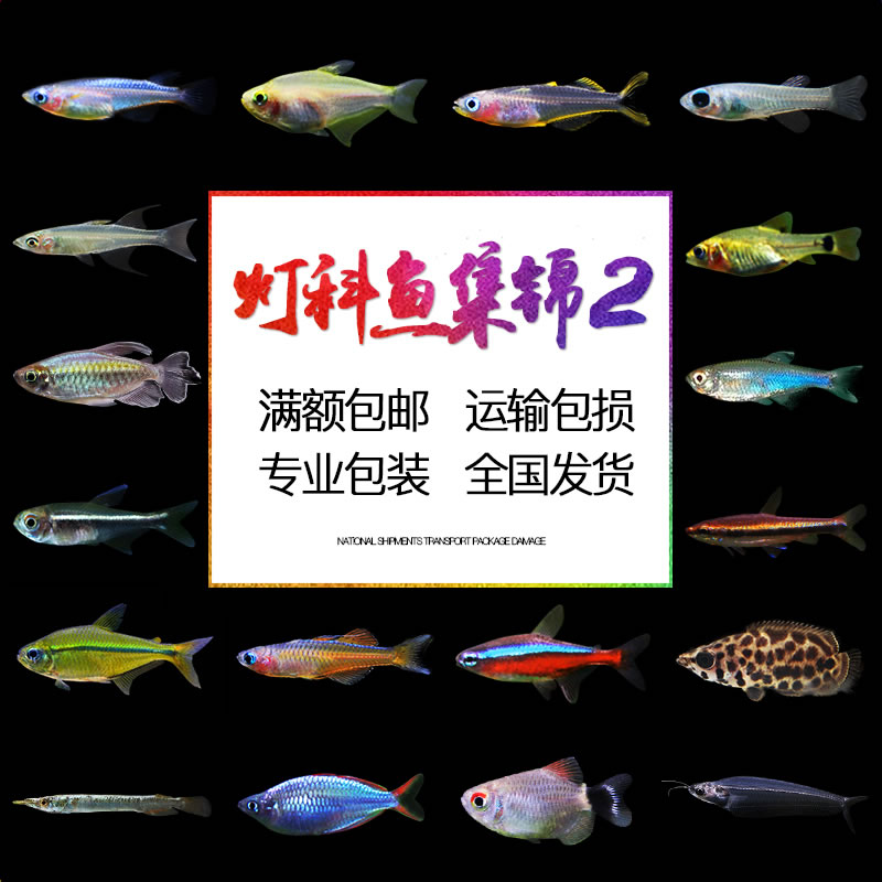 小型灯科热带观赏鱼苗活体玻璃猫帝王灯霓虹燕子玻璃猫包邮宝莲灯在类目 宠物/宠物食品及用品, 水族世界, 鱼中 - 来自Buy2taobao.com提供专业的淘宝代购服务