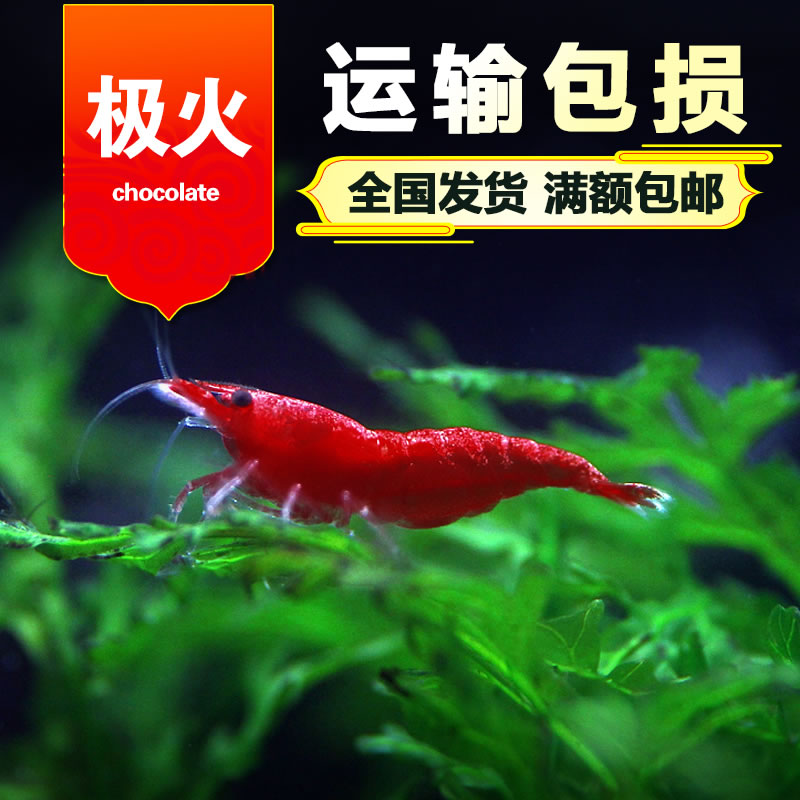 高品質無縫極火蝦 紅腳 烤漆基因 水晶米蝦 活體觀賞蝦在類目 寵物/寵物食品及用品, 水族世界, 蝦中 - 來自Buy2taobao.com提供專業的淘寶代購服務