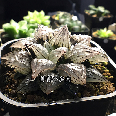 西瓜寿 西瓜寿缀化 背窗三杰之一 瓦苇 十二卷 多肉植物 保品种