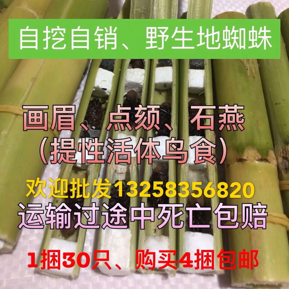 野生地蜘蛛活体画眉鸟食提性鸟饲料口袋虫地黄牛柴虫 30只4捆包邮|msdalam kategori haiwan peliharaan/makanan haiwan dan bekalan, Burung dan bekalan, makanan burung - dari Buy2taobao.com untuk memberikan perkhidmatan ejen Taobao profesional membeli