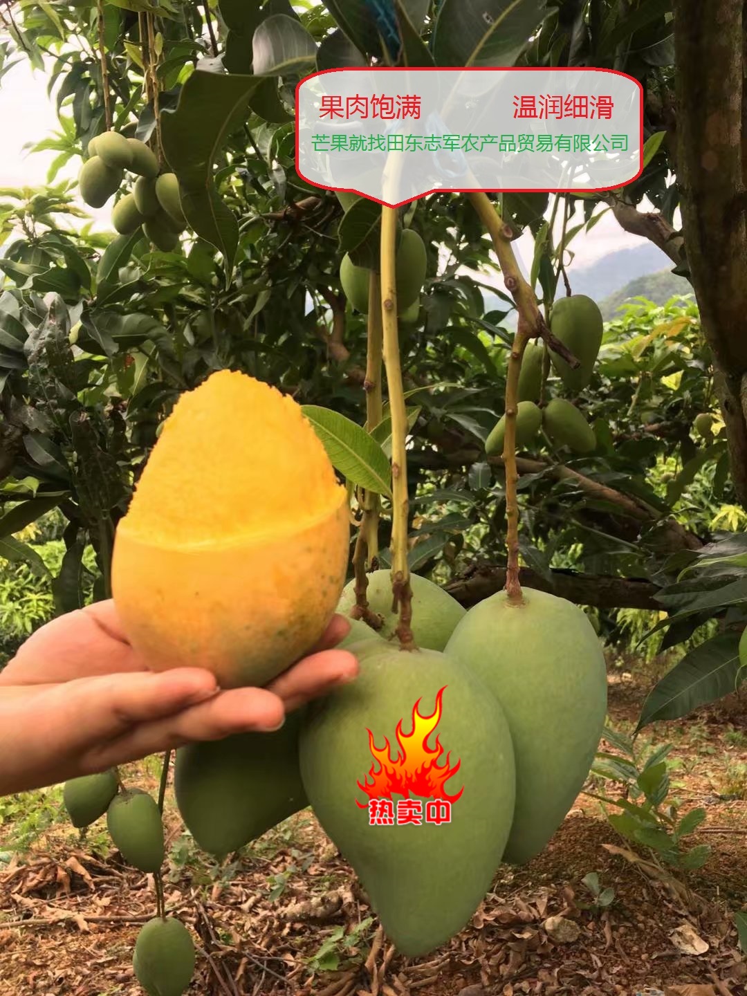 百色芒果小台農芒新鮮熱賣淨果5斤包郵産地直發果壞包賠雞蛋台芒在類目 水產肉類/新鮮蔬果/熟食, 新鮮水果, 芒果中 - 來自Buy2taobao.com提供專業的淘寶代購服務