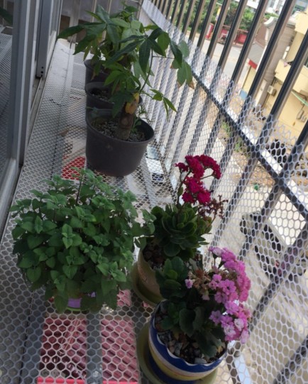 正品花架塑料底垫网 防盗窗 阳台防护网防抛物塑料网 塑料平网在类目 五金/工具, 施工保护, 坠落防护, 安全网中 - 来自Buy2taobao.com提供专业的淘宝代购服务