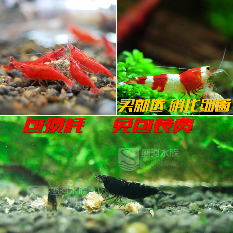 Crystal Shrimp/Dark chocolate shrimp 3/Ornamental shrimp Algae Pets void Packing chargesin the Pet/Pet food and supplies , Aqua World , Shrimp category - from Buy2taobao.com to provide professional Taobao agent buy service