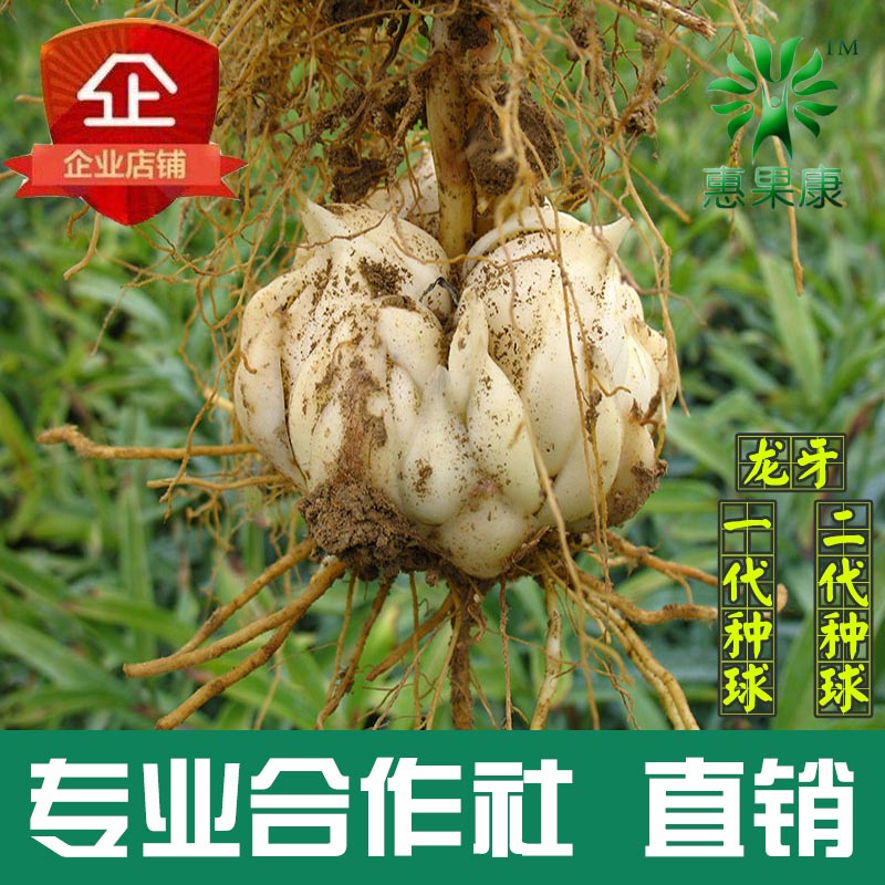 湖南高片龙牙百合种球食用百合种子非兰州鲜百合非香水百合花盆栽|ruв категории доставка цветов/цветок моделирования/растения садоводства, цветок/овощи и фрукты/газон семян (новая), мяч - от Buy2taobao.com для оказания профессиональной услуги покупки агента Taobao