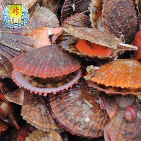 大连鲜活海鲜 特产 渤海湾 长海县 海洋岛 獐子