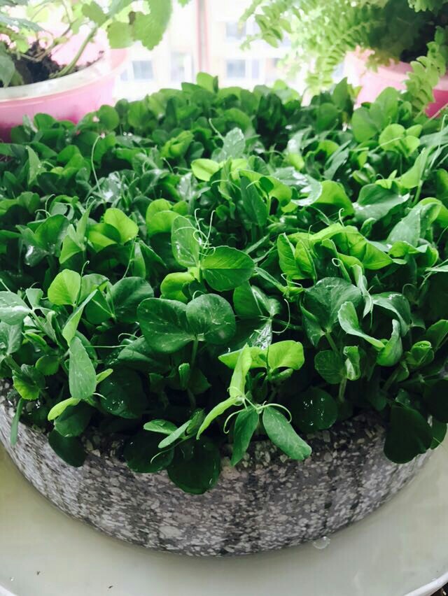 豆芽机清仓特价家用自制发花生芽大容量正品麦饭石黄绿豆芽罐包邮在类目 厨房电器, 其它厨房家电, 豆芽机中 - 来自Buy2taobao.com提供专业的淘宝代购服务