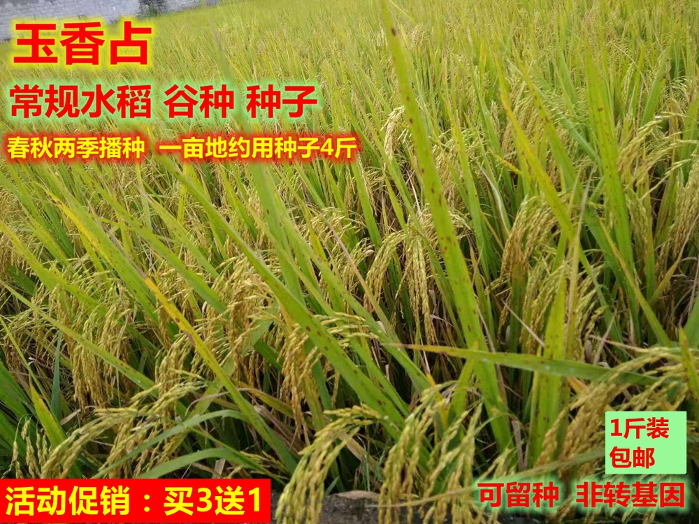 传统常规玉香占长粒香水稻种子优质谷种可留种春秋两季500克包邮在类目 粮油米面/南北干货/调味品, 米/面粉/杂粮, 米类, 大米中 - 来自Buy2taobao.com提供专业的淘宝代购服务