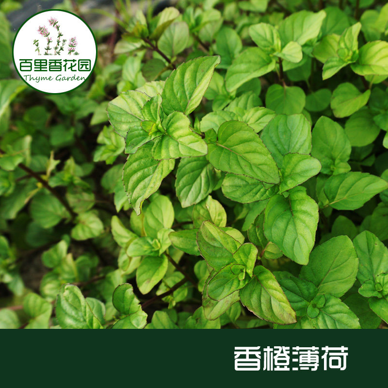 香橙薄荷 苗 薄荷盆栽  香草盆栽 芳香植物 mint薄荷泡茶香草苗