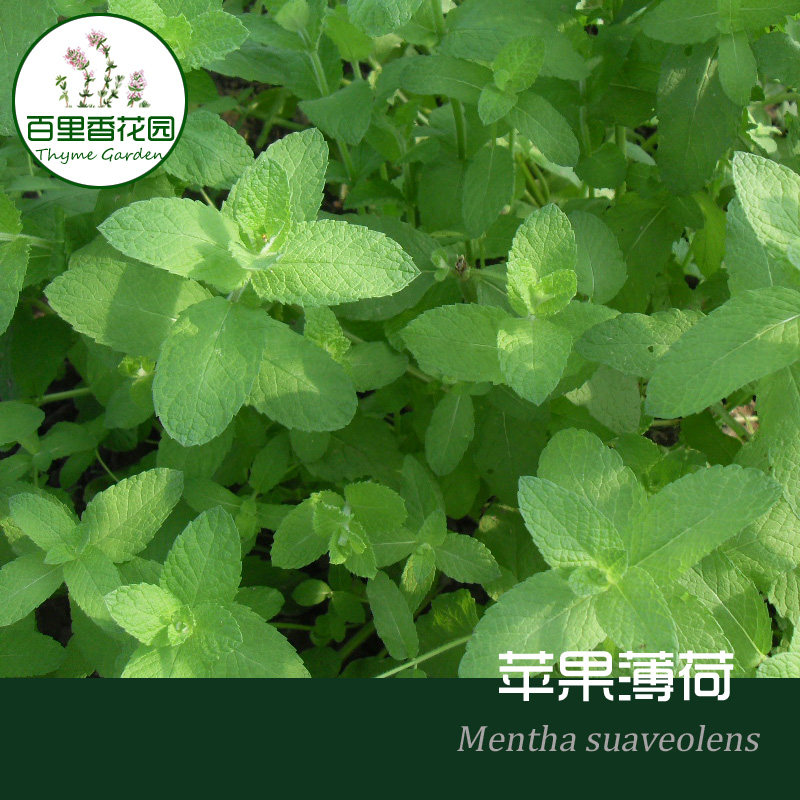 苹果薄荷 清香水果味香草苗 mint  香草 盆栽 泡茶料理 毛茸薄荷