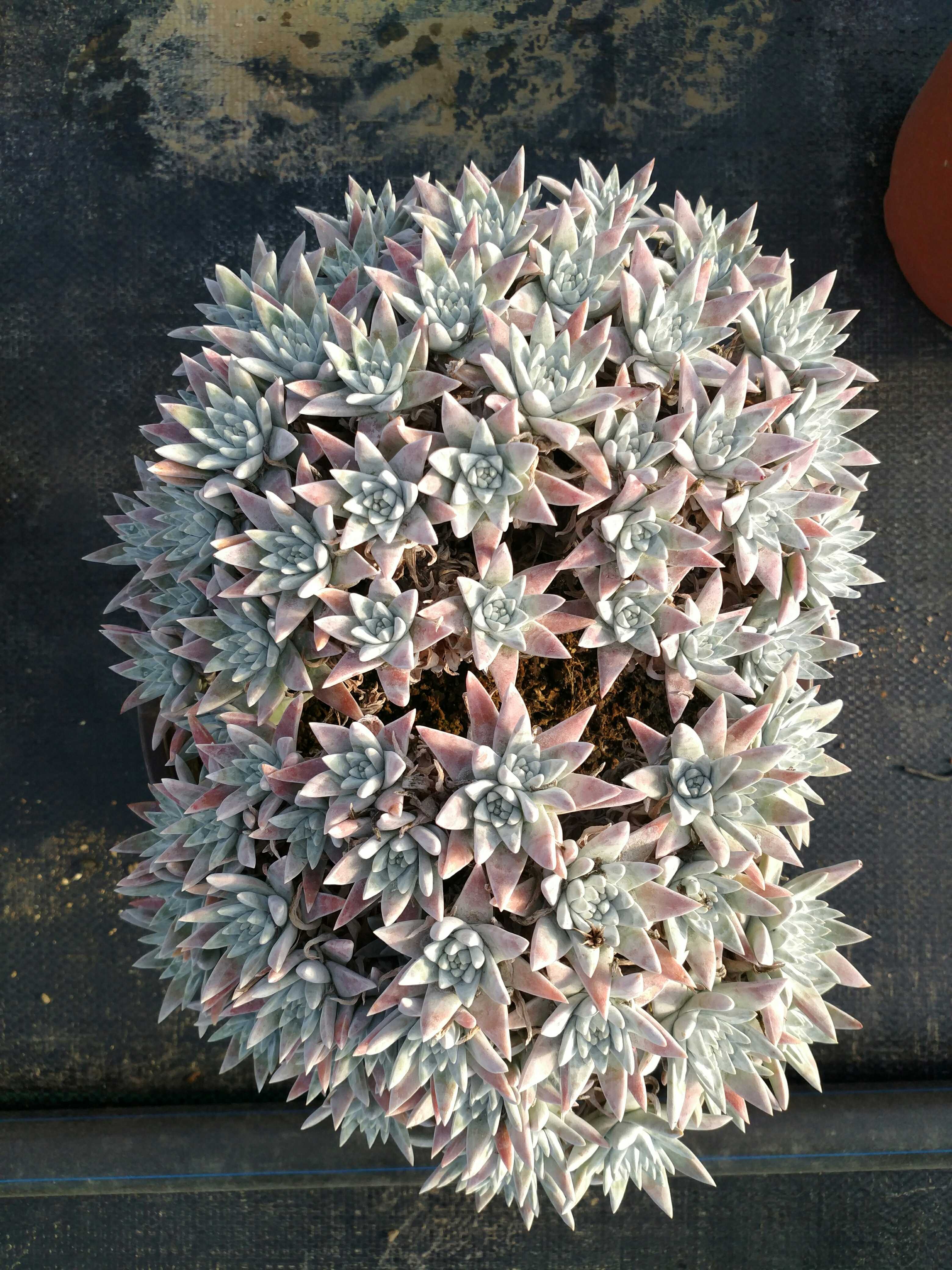 Succulent plants Parthenolide fairy diameter 25 centimeter 70 about Once again Separately Will Hundred Longin the Flower delivery/Flowers simulation/Plants gardening , Flowers/Potted plants (New) , Succulents  category - from Buy2taobao.com to provide professional Taobao agent buy service