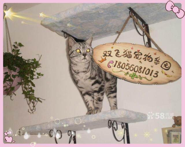 Flying cat pet Park Hefei cat professional family foster care cat cats a foster pet Butler