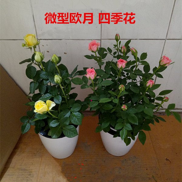 rose Europe May Potted plant Green plant flowers and plants balcony Windowsill courtyard a living room desktop Four seasons Bloom flower Chinese rosein the Flower delivery/Flowers simulation/Plants gardening , Flowers/Potted plants (New) , Flowers category - from Buy2taobao.com to provide professional Taobao agent buy service