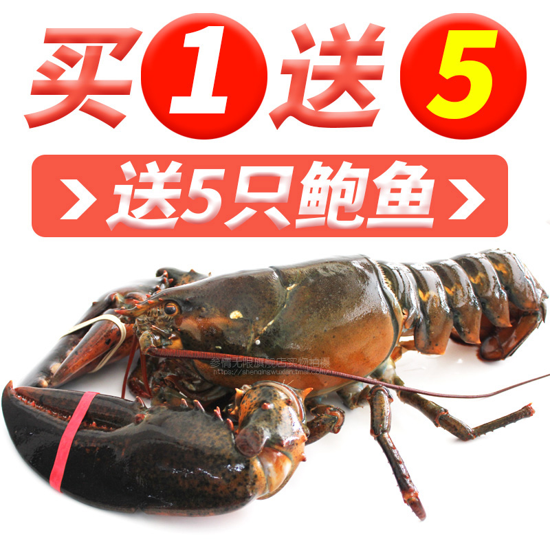 Senate Love Unlimited Lobster 2 pounds Fresh lobster Canada Boston lobster 1000g Seafood and Fisheriesin the Aquatic meat/Fresh fruits and vegetables/Cooked , Seafood/Aquatic/Product , Shrimp , Huoxia category - from Buy2taobao.com to provide professional Taobao agent buy service