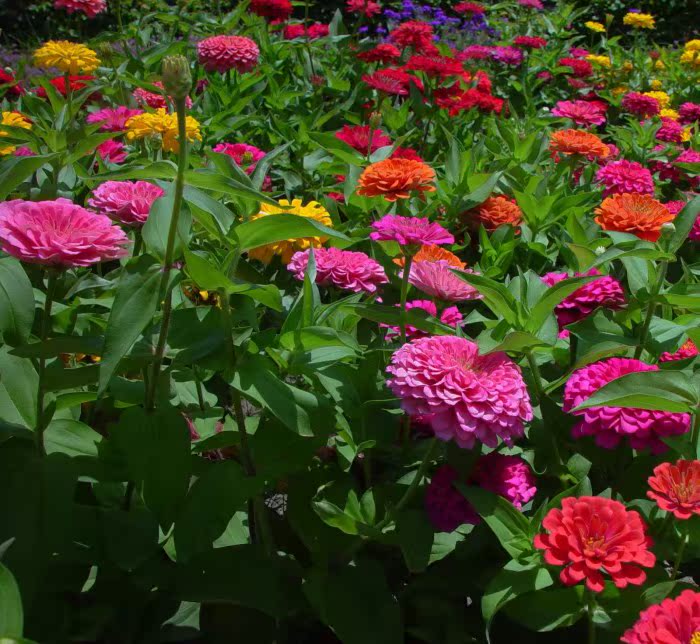 Zinnia seed Big flower Mixed color Heat Drought cultivate Florescence Scenery engineering Flower seeds Park greenin the Flower delivery/Flowers simulation/Plants gardening , Flowers/Fruits and vegetables/Lawn seed (New) , Home & Garden Seeds category - from Buy2taobao.com to provide professional Taobao agent buy service