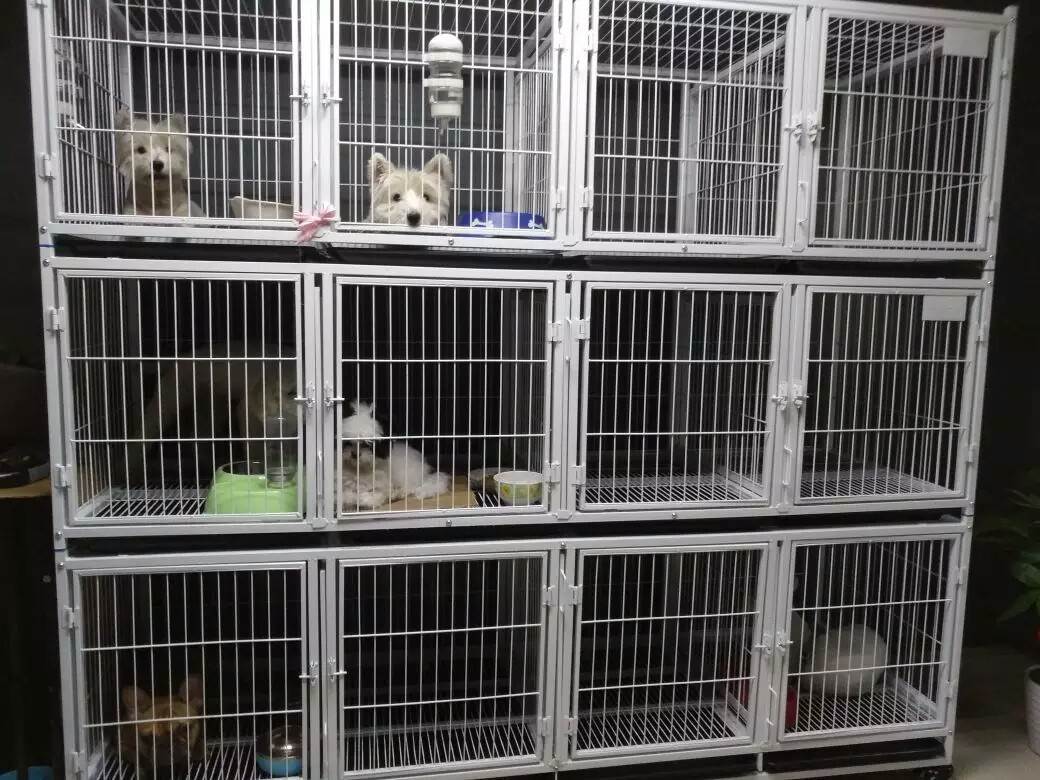 包邮12格216加粗龙猫笼猫笼子狗笼 兔 鸽笼 寄养笼小型犬狗笼|msdalam kategori haiwan peliharaan/makanan haiwan dan bekalan, Cat/anjing harian, sangkar - dari Buy2taobao.com untuk memberikan perkhidmatan ejen Taobao profesional membeli