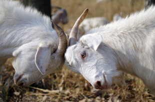  新鲜山羊肉 安吉农家山地散养 羊排羊腿 冬季进补