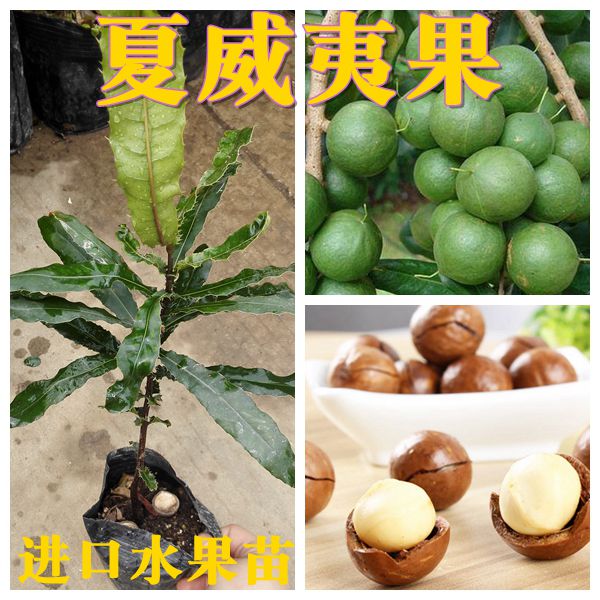 水果树苗 珍贵水果澳洲坚果苗 昆士兰栗 澳洲胡桃 夏威夷果树苗果