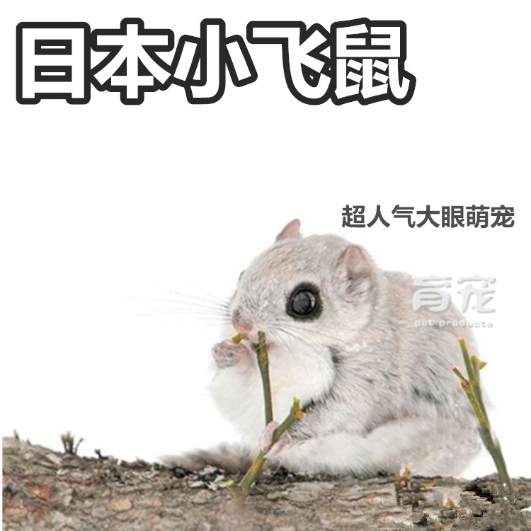 养飞鼠活体幼崽拇指松DD鼠花枝鼠蜜袋鼯亲人宠物繁殖场直发包活|ruв категории животное/Животное питание и принадлежностей, хомяк класса и других малых животное, летяга - от Buy2taobao.com для оказания профессиональной услуги покупки агента Taobao