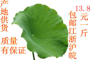  特价 花草茶 纯天然 整张荷叶茶 干荷叶片 500g/克 包邮江浙沪皖