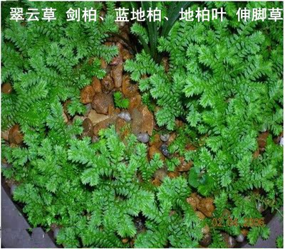 新鲜野生草药 翠云草 剑柏 蓝地柏 地柏叶 伸脚草 绿绒草 烂皮蛇