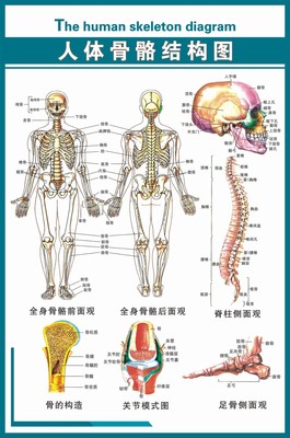 医用医学挂图 人体骨骼结构图 85*57塑纸防水 脊椎 脊柱