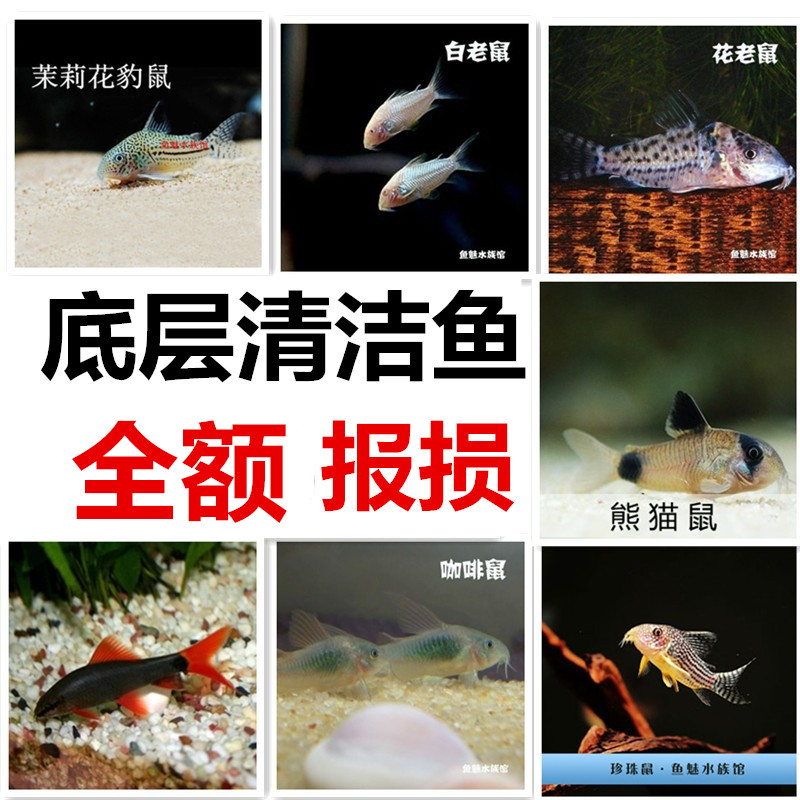 Rat Fish Underlying clean tool Tropical Fish living thing Ornamental fish living thing small-scale Coldwater Aquatic herbin the Pet/Pet food and supplies , Aqua World , Fish category - from Buy2taobao.com to provide professional Taobao agent buy service