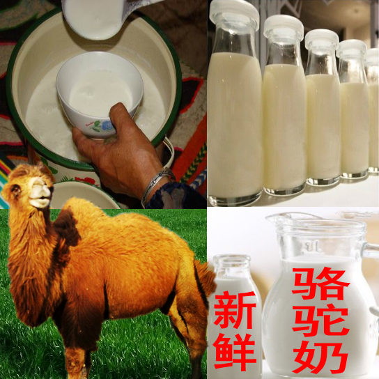 Open Monthly camel milk service 30 Catty camel milk fresh Camel milk Hundred percent Raw milkin the Arts and crafts , Minority handicrafts , Kazak category - from Buy2taobao.com to provide professional Taobao agent buy service