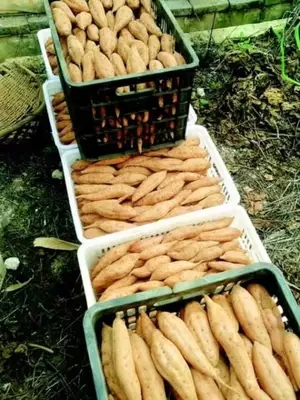 Guizhou specialty Farm fresh Green T. Sweet potato medium , please Hong potato Sweet potato Sweet Potato 10 Jinin the Aquatic meat/Fresh fruits and vegetables/Cooked , Fresh vegetables/Vegetable products , Fresh vegetables , Sweet potato category - from Buy2taobao.com to provide professional Taobao agent buy service