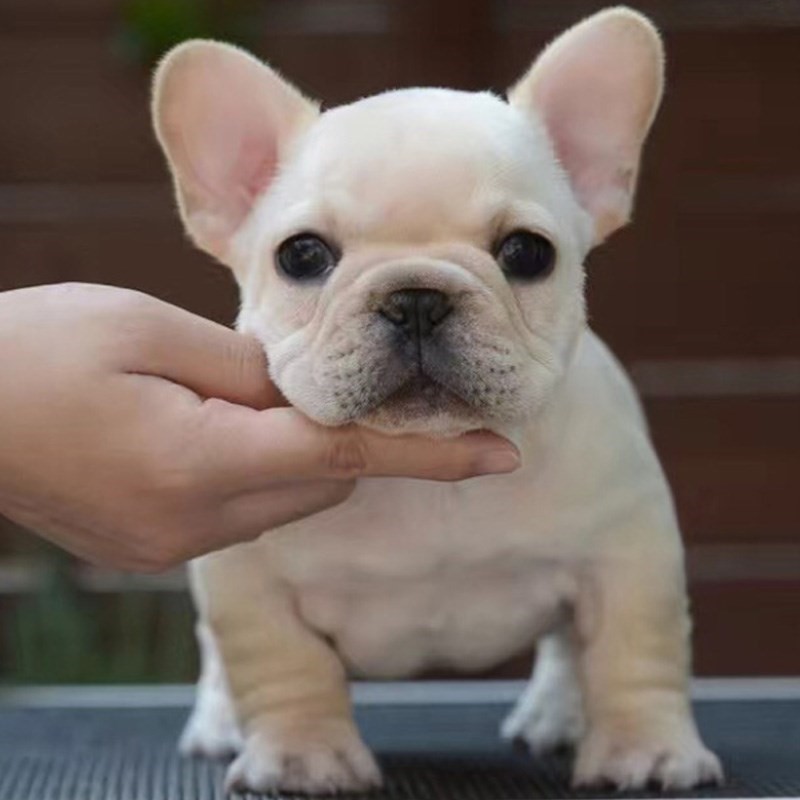 纯种英法斗牛犬法国斗牛犬幼犬英国斗牛犬宠物狗活物狗狗活幼体|ruв категории электронный словарь/электрический бумажных книг/канцелярские принадлежности, полиграфической продукции, экспресс - специальный пакет, сумка - от Buy2taobao.com для оказания профессиональной услуги покупки агента Taobao