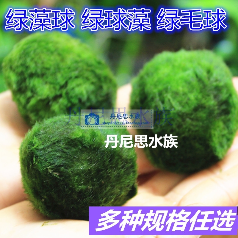 绿藻球造景水藻球养虾中前景阴性新手水草鱼缸水族箱装饰包活|ruв категории животное/Животное питание и принадлежностей, аквариум мира, аквариум аквариум оборудования и т.д., тростник - от Buy2taobao.com для оказания профессиональной услуги покупки агента Taobao