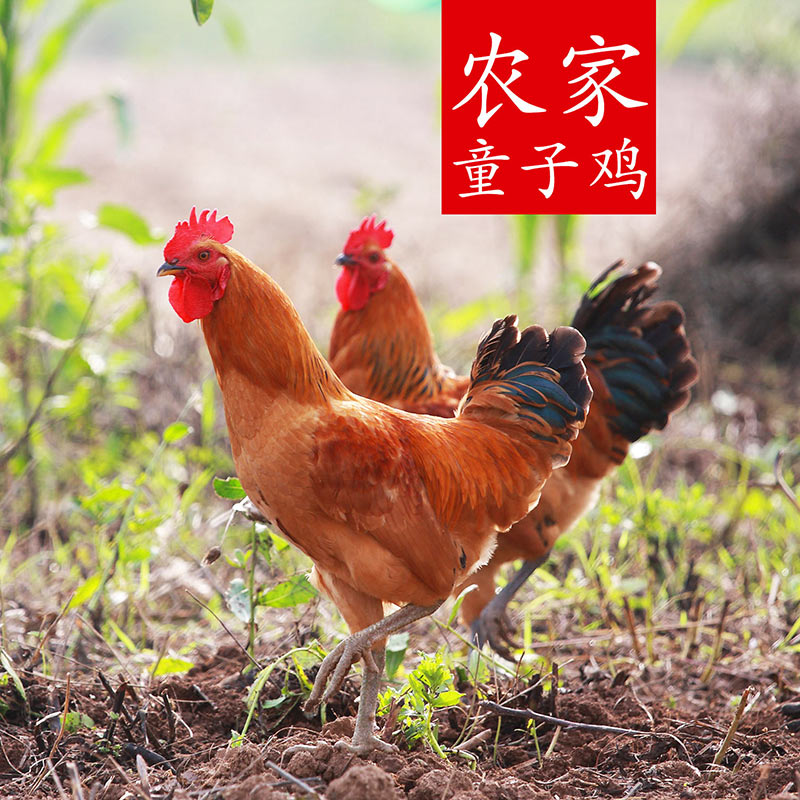 农家散养童子鸡土鸡小公鸡一只农家自养走地鸡苏北草鸡现杀在类目 水产肉类/新鲜蔬果/熟食, 生肉/肉制品, 鸡肉类, 整鸡中 - 来自Buy2taobao.com提供专业的淘宝代购服务