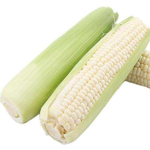 Farm Sticky corn Yunnan fresh Glutinous corn cob 9 One box fresh Local Corn Cornin the Aquatic meat/Fresh fruits and vegetables/Cooked , Fresh vegetables/Vegetable products , Fresh vegetables , Fresh corn category - from Buy2taobao.com to provide professional Taobao agent buy service