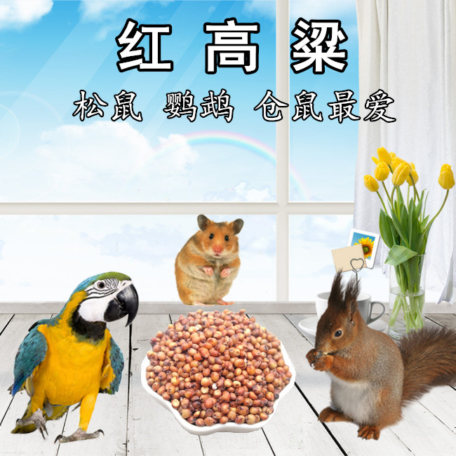 松鼠帶殼紅高粱 高粱米鹦鹉鳥食倉鼠零食/鴿飼料 賽信鴿觀賞鴿糧在類目 寵物/寵物食品及用品, 鳥類及用品, 鳥食中 - 來自Buy2taobao.com提供專業的淘寶代購服務