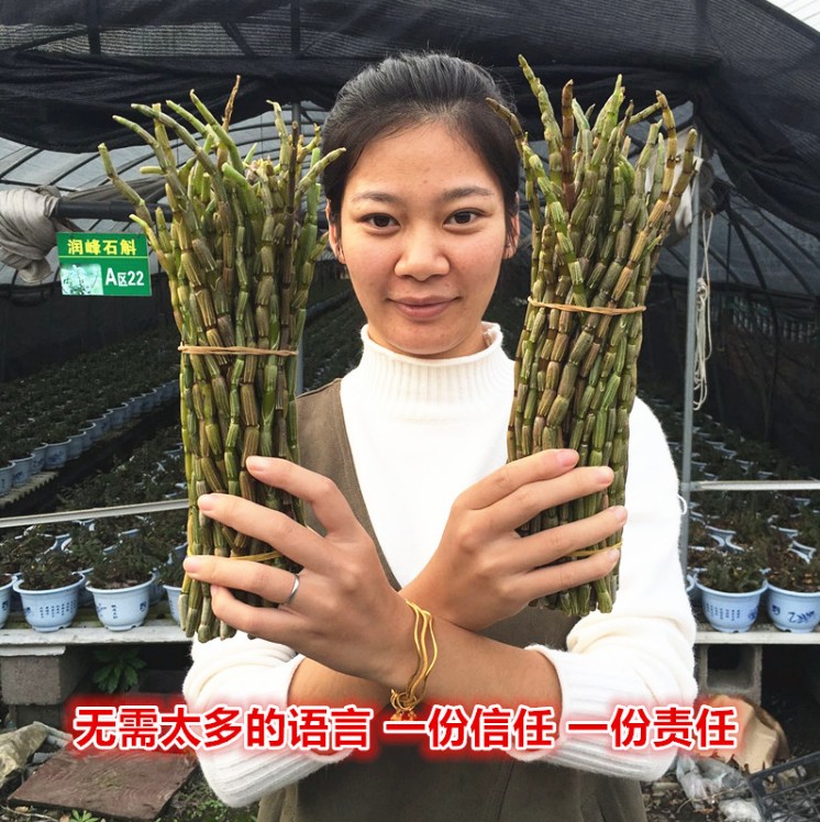 Yueqing Hill Dendrobium Dendrobium 500g fresh wild Tin Tonic Fengdouin the Traditional nourishing food , Dendrobium/Fengdou  category - from Buy2taobao.com to provide professional Taobao agent buy service