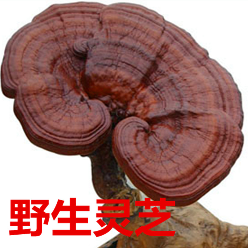 靈芝新疆正宗野生赤芝長白山滋補藥材泡酒新品上架包郵在類目 傳統滋補營養品, 靈芝, 整枝靈芝中 - 來自Buy2taobao.com提供專業的淘寶代購服務