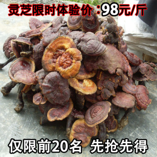  五折促销 神农架野生灵芝 新品体验价98元/斤 赤紫灵芝 保肝护肝