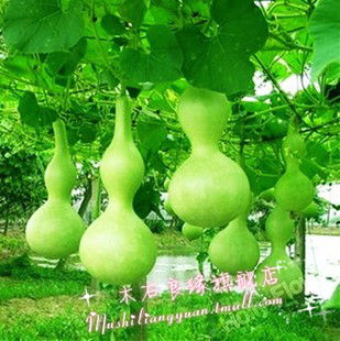 大葫芦种子旗舰店|qq农场绿葫芦种子|玫瑰小镇