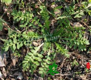  现挖现卖新鲜有机蔬菜100%野生荠菜带根荠菜饺子馅地菜止血降压