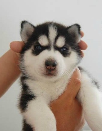 Thoroughbred Husky Malamute Puppies Siberia Malamute Dogs Pet dog Insect Vaccinein the Pet/Pet food and supplies , Dogs category - from Buy2taobao.com to provide professional Taobao agent buy service