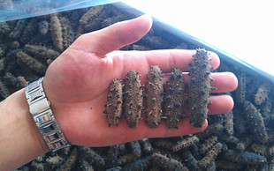  淡干海参 野生海参 高品质海参干货 6-7年海参淡干