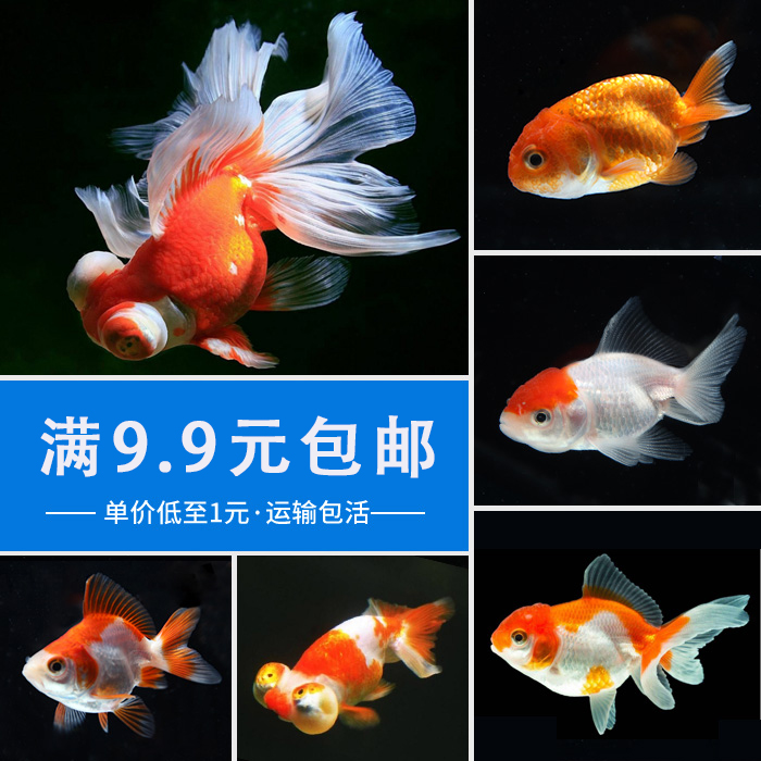 金鱼活体 观赏鱼活体淡水鱼龙睛兰寿鸿运当头冷水鱼鸿运当头包邮在类目 宠物/宠物食品及用品, 水族世界, 鱼中 - 来自Buy2taobao.com提供专业的淘宝代购服务